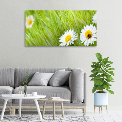 Tableau photo sur toile Marguerites fleurs