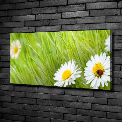 Tableau photo sur toile Marguerites fleurs