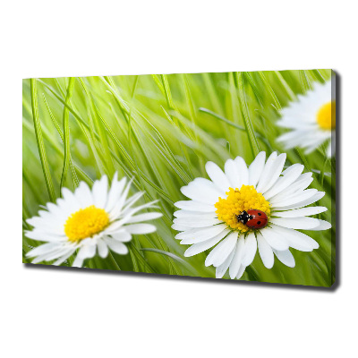 Tableau photo sur toile Marguerites fleurs