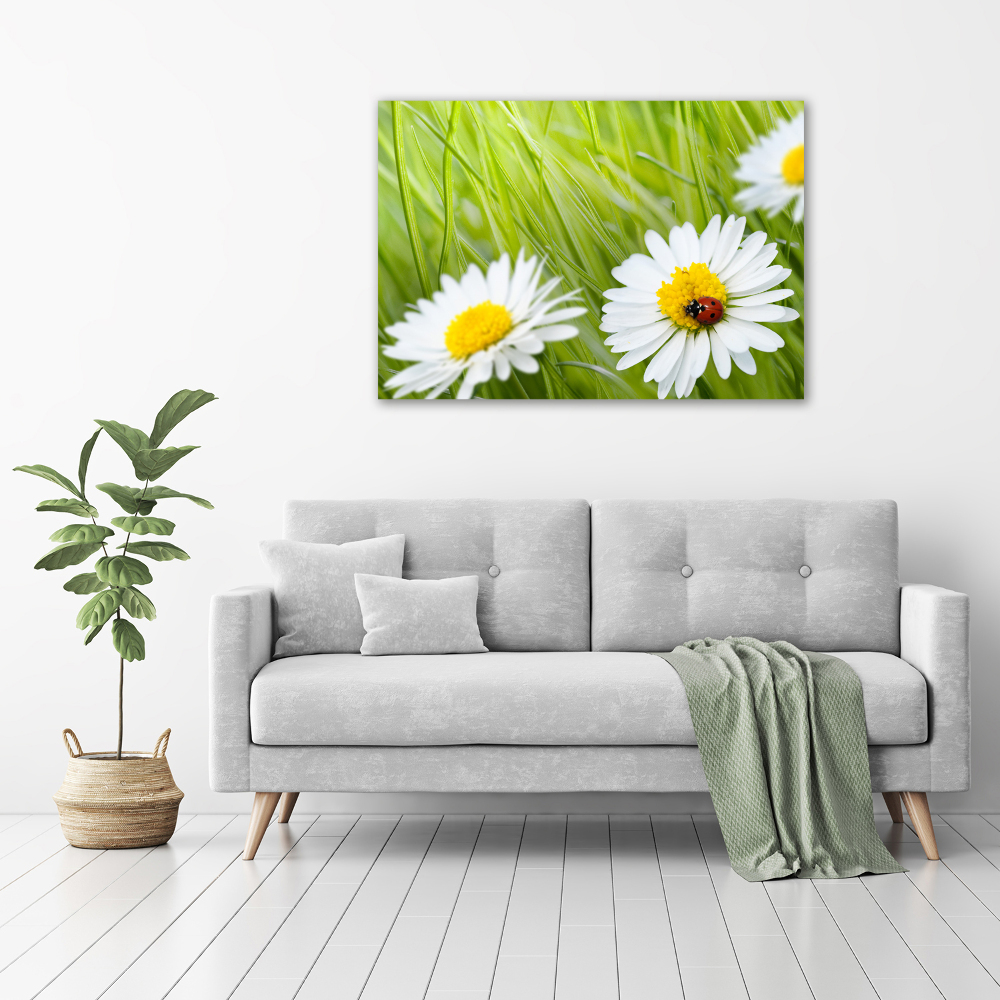 Tableau photo sur toile Marguerites fleurs