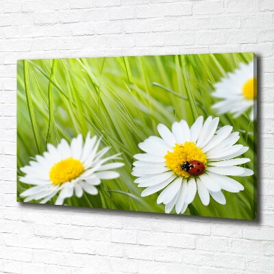 Tableau photo sur toile Marguerites fleurs