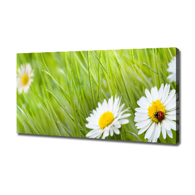 Tableau photo sur toile Marguerites fleurs