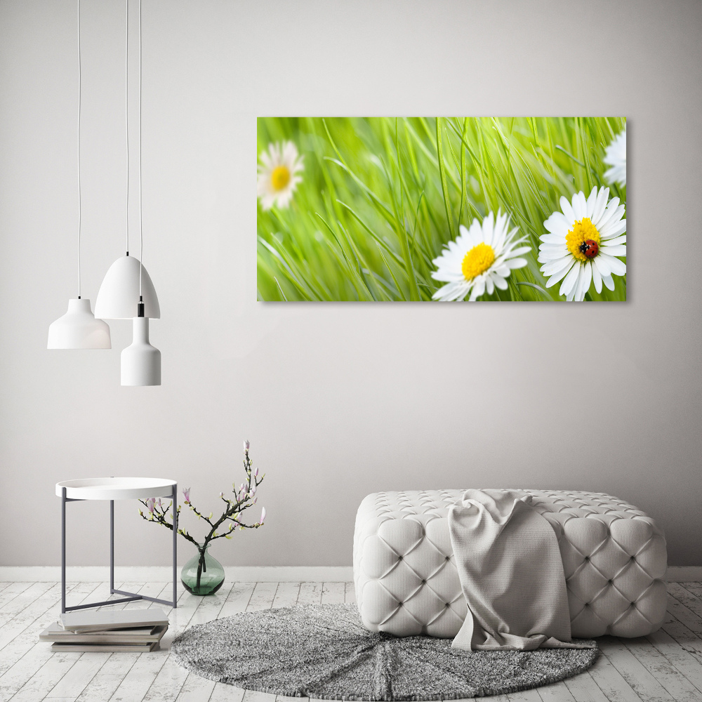 Tableau photo sur toile Marguerites fleurs