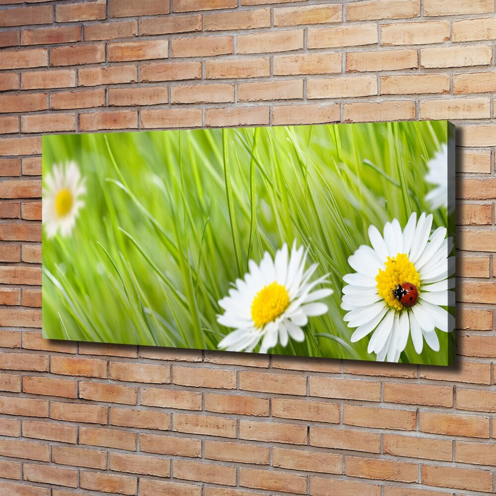 Tableau photo sur toile Marguerites fleurs