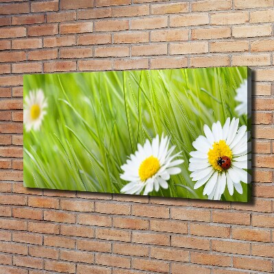 Tableau photo sur toile Marguerites fleurs