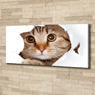 Tableau sur toile Chat