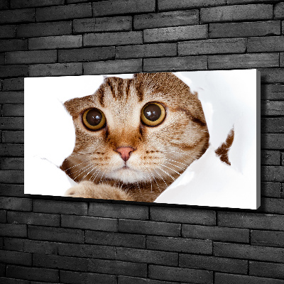 Tableau sur toile Chat