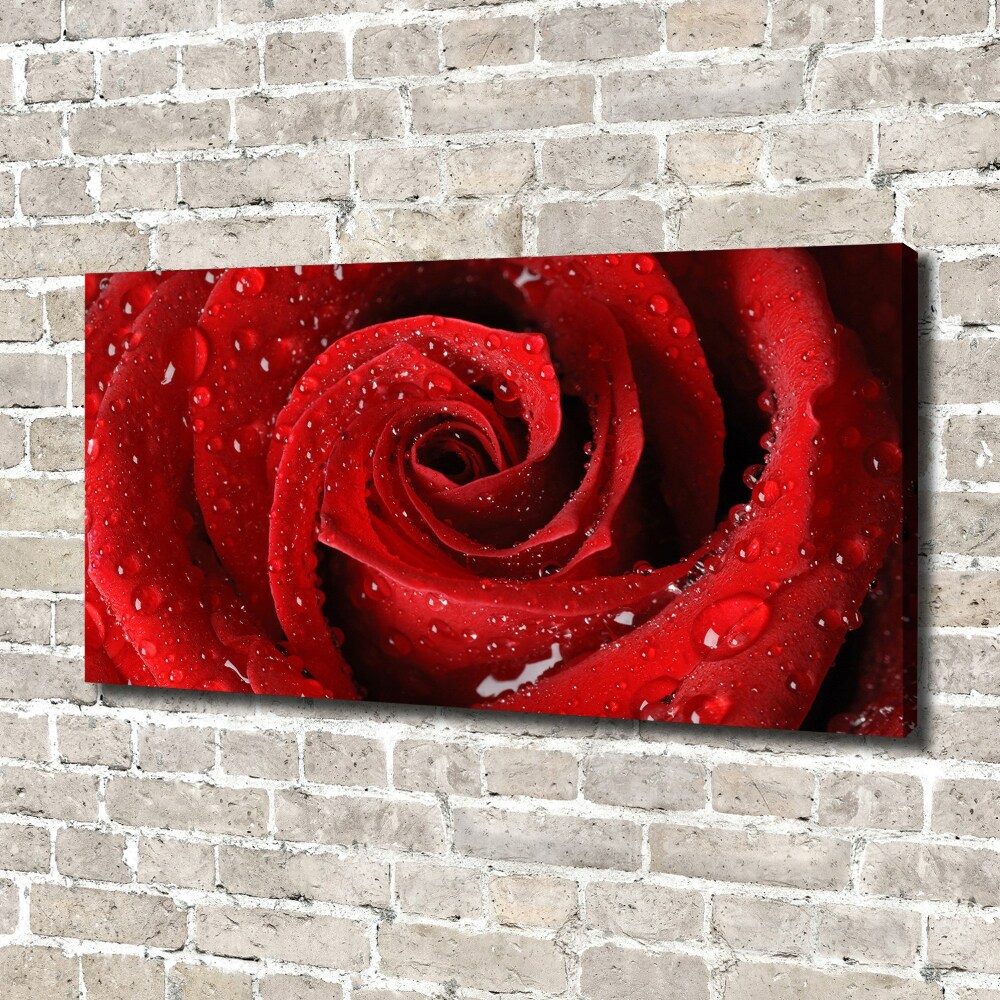 Tableau sur toile Gouttes sur une rose