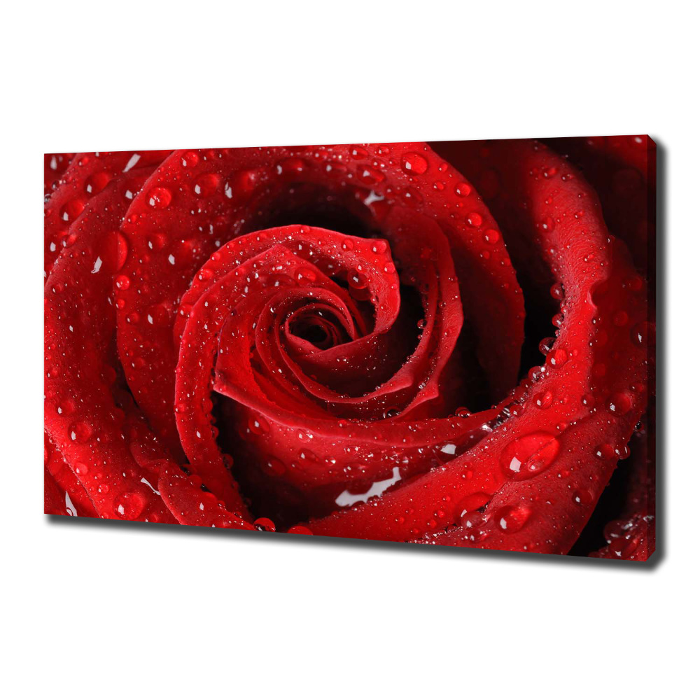 Tableau sur toile Gouttes sur une rose