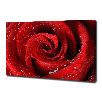 Tableau sur toile Gouttes sur une rose