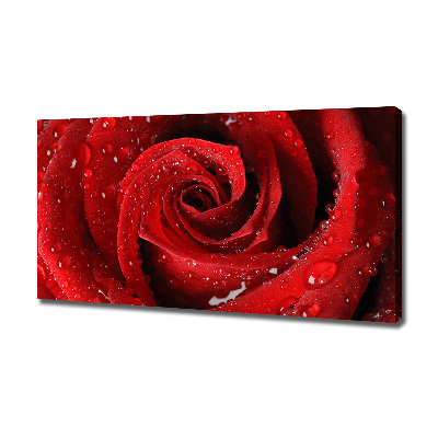 Tableau sur toile Gouttes sur une rose