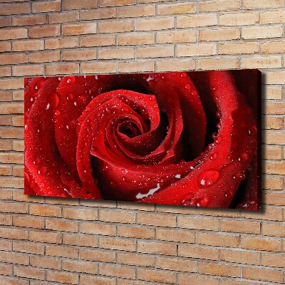 Tableau sur toile Gouttes sur une rose