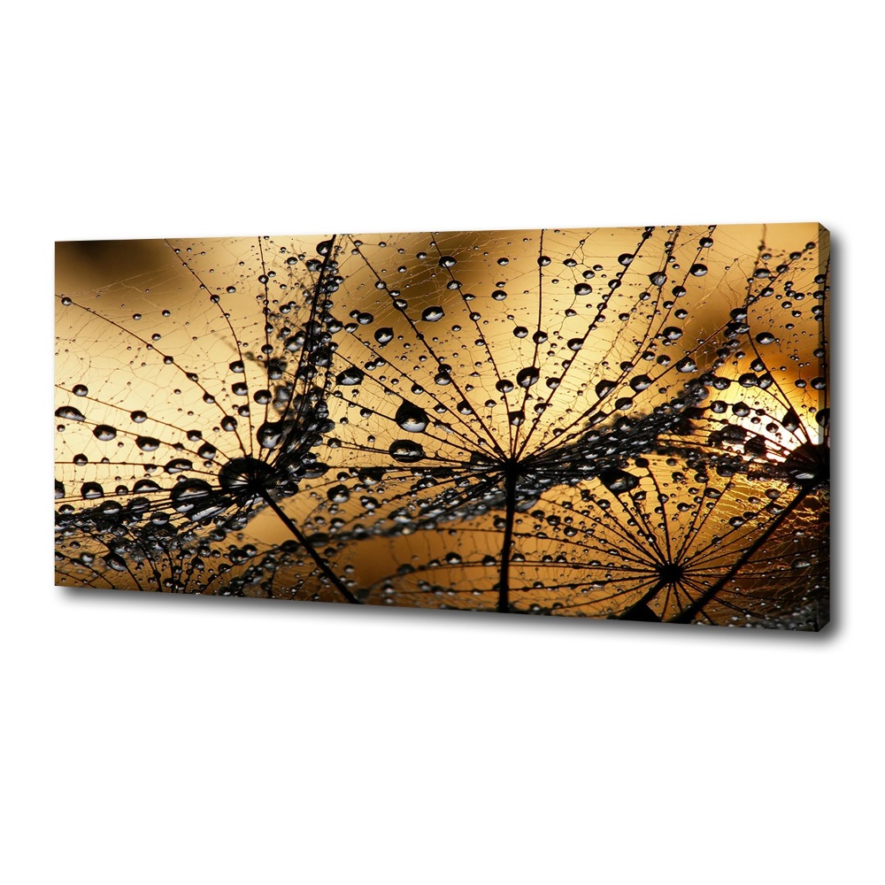 Tableau photo sur toile Graine de poisson