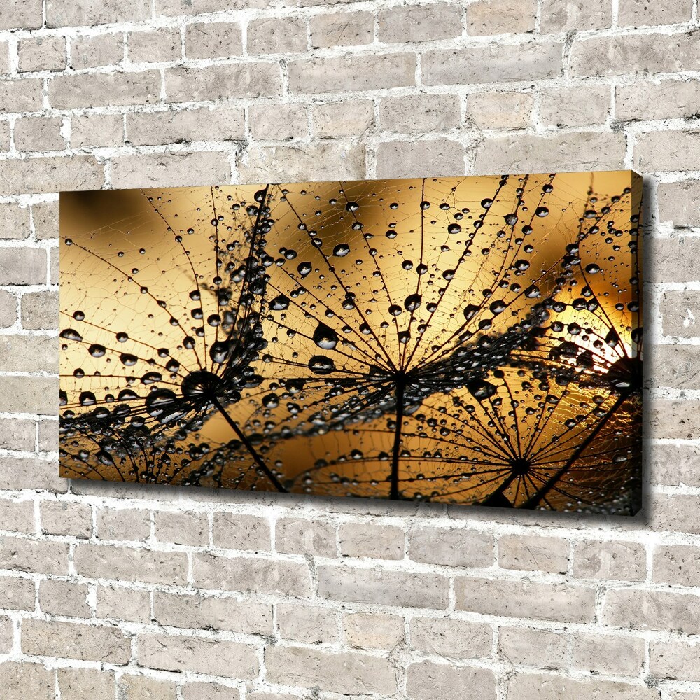 Tableau photo sur toile Graine de poisson