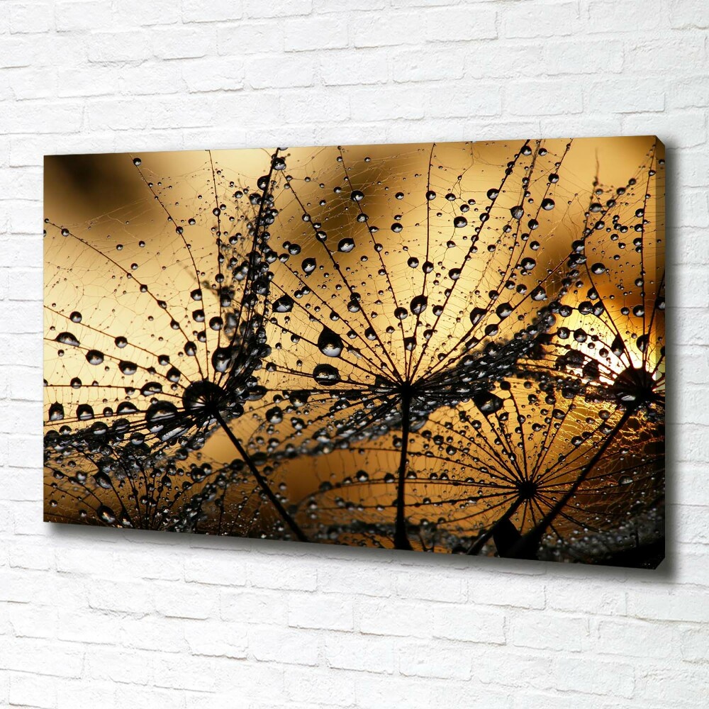 Tableau photo sur toile Graine de poisson