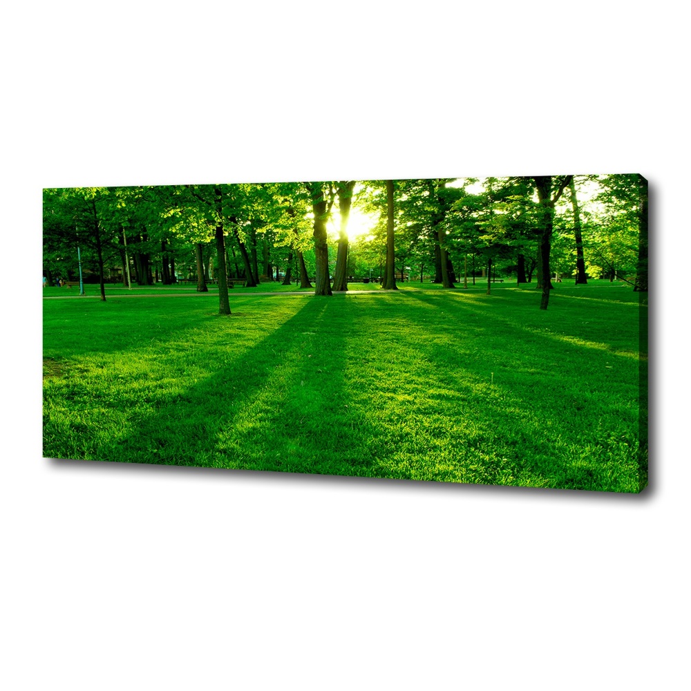 Tableau mural sur toile Herbe dans le parc