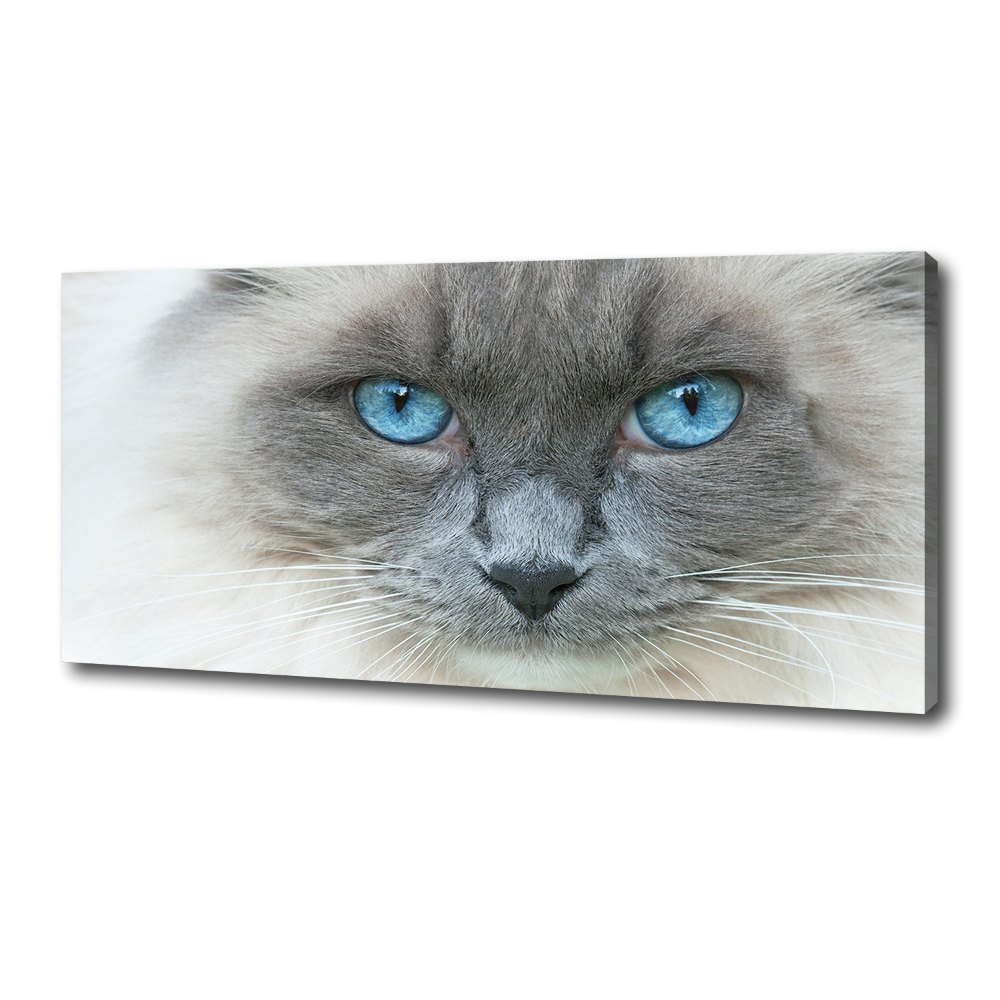 Tableau photo sur toile Chat aux yeux bleus