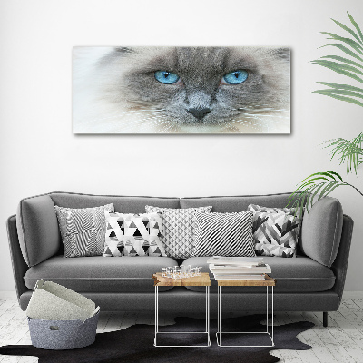 Tableau photo sur toile Chat aux yeux bleus