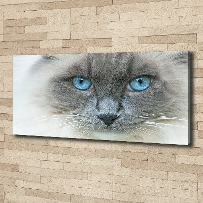 Tableau photo sur toile Chat aux yeux bleus