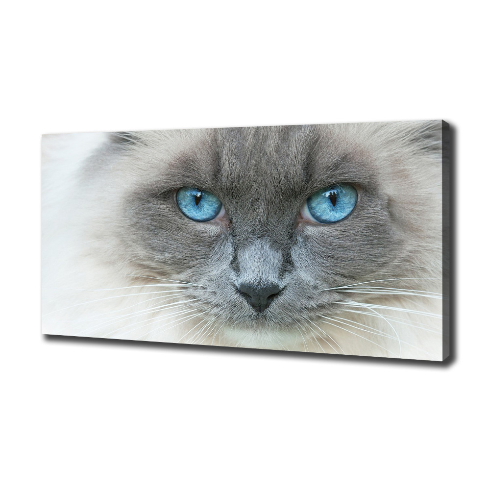 Tableau photo sur toile Chat aux yeux bleus