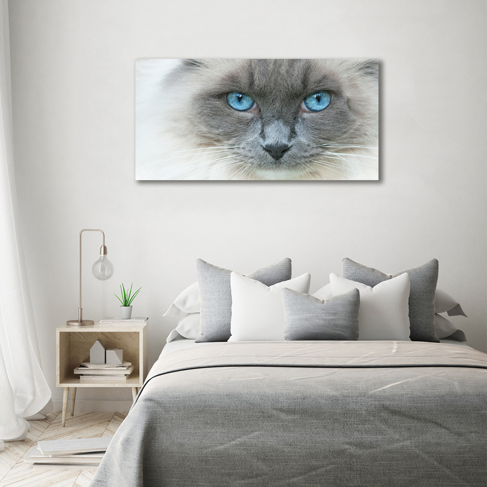 Tableau photo sur toile Chat aux yeux bleus