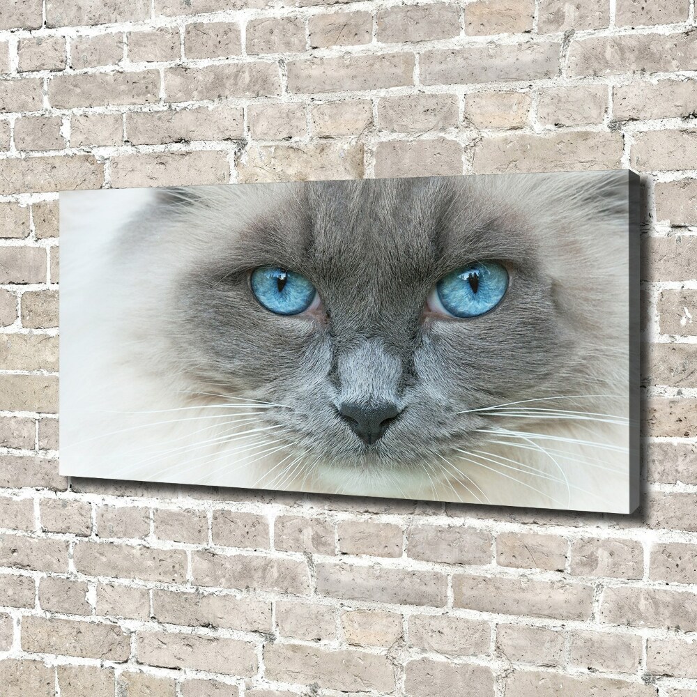 Tableau photo sur toile Chat aux yeux bleus