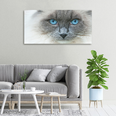 Tableau photo sur toile Chat aux yeux bleus