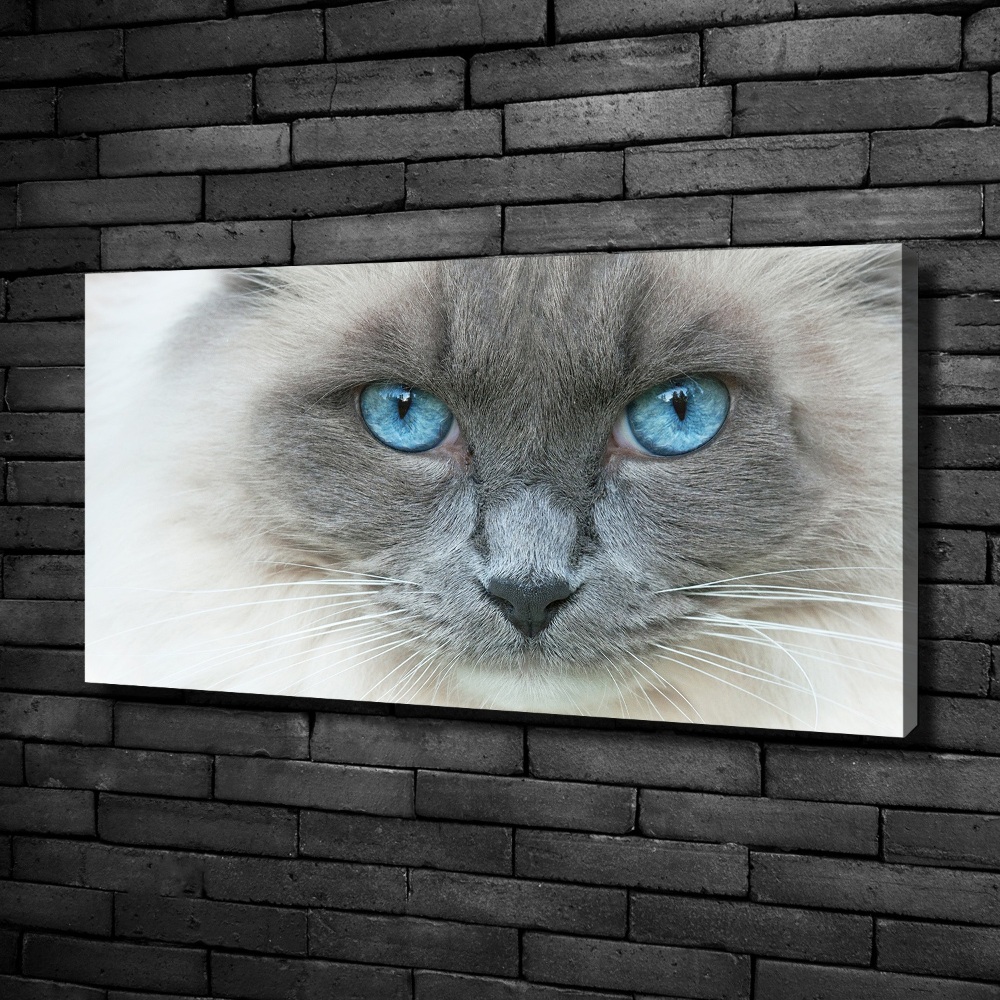 Tableau photo sur toile Chat aux yeux bleus