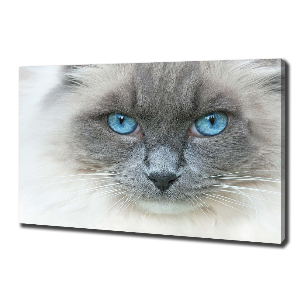 Tableau photo sur toile Chat aux yeux bleus