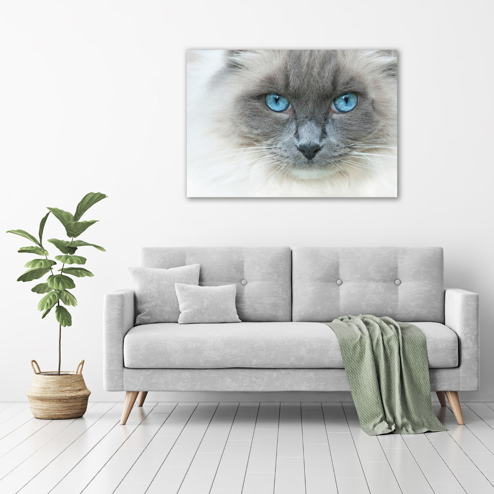 Tableau photo sur toile Chat aux yeux bleus