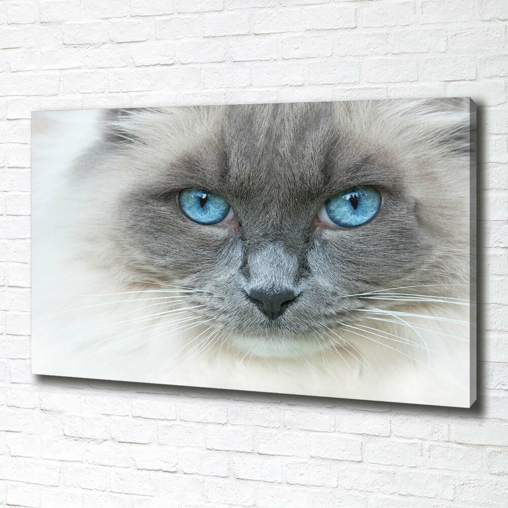 Tableau photo sur toile Chat aux yeux bleus