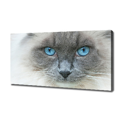 Tableau photo sur toile Chat aux yeux bleus