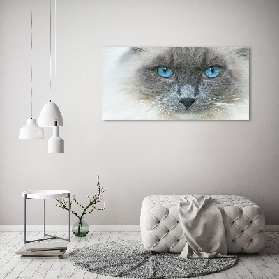 Tableau photo sur toile Chat aux yeux bleus