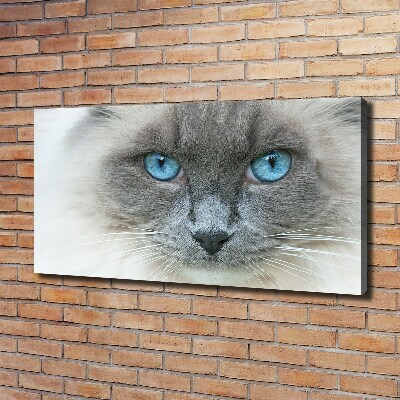 Tableau photo sur toile Chat aux yeux bleus