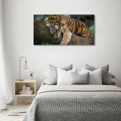 Tableau photo sur toile Tigre sur un arbre