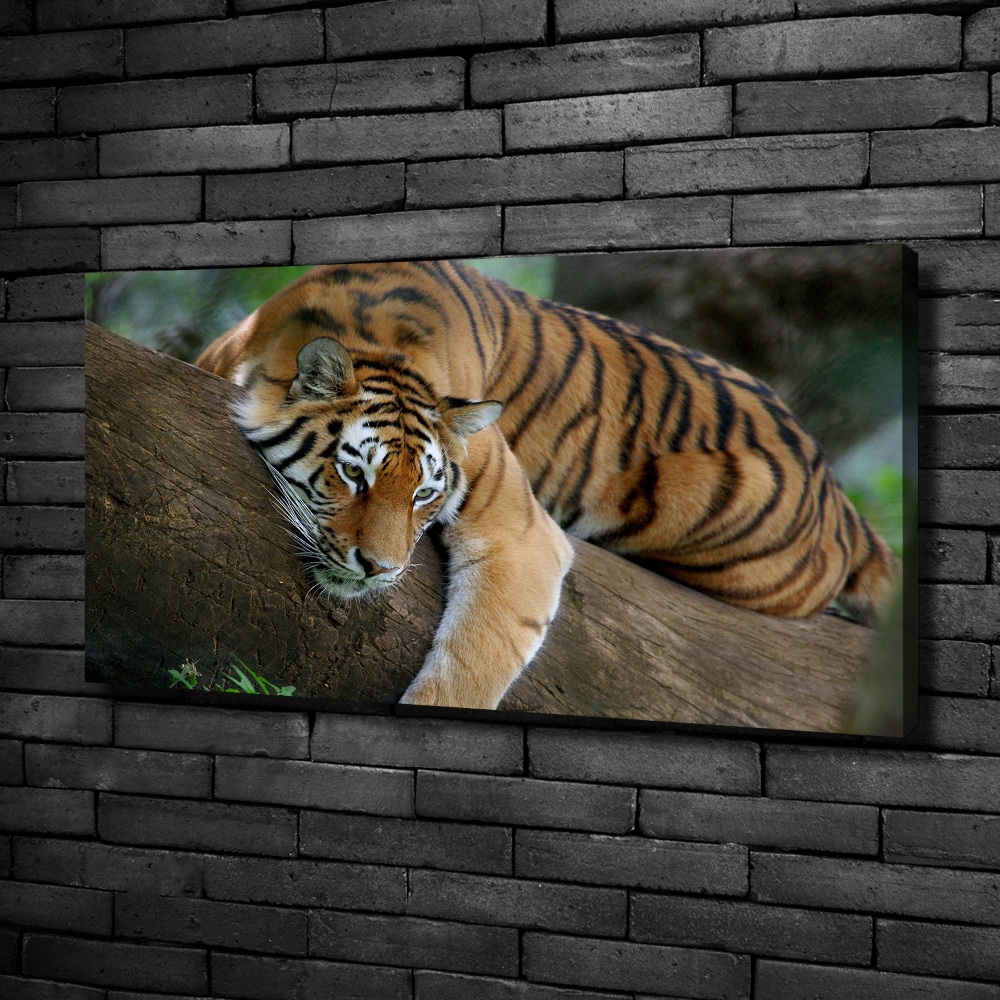 Tableau photo sur toile Tigre sur un arbre