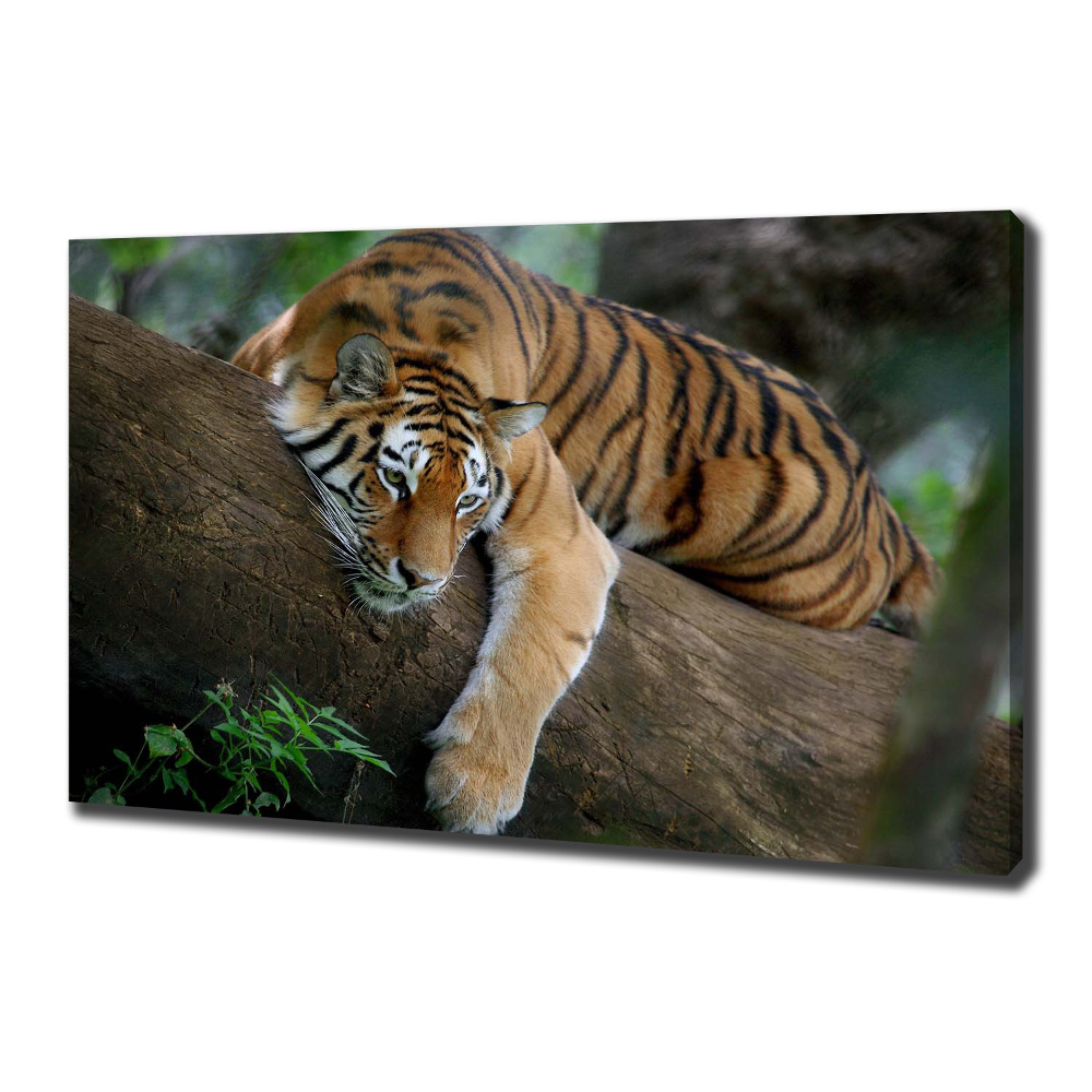 Tableau photo sur toile Tigre sur un arbre