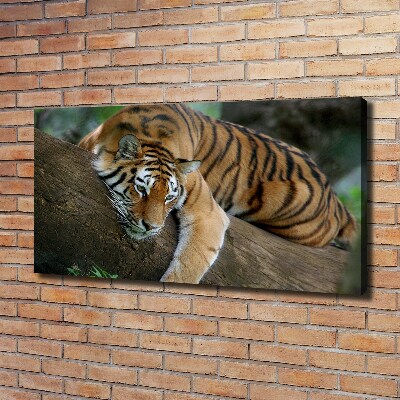 Tableau photo sur toile Tigre sur un arbre