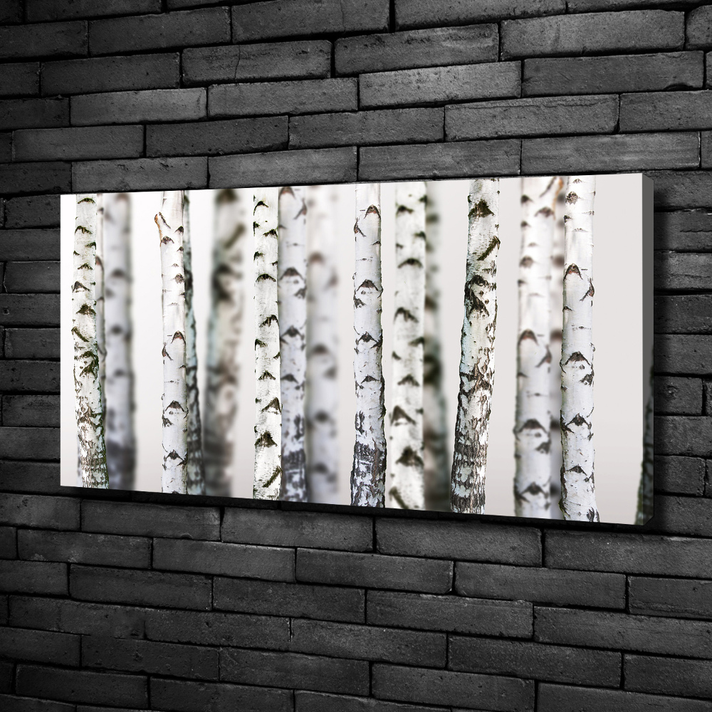 Tableau photo sur toile Troncs de bouleau