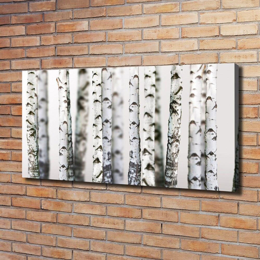 Tableau photo sur toile Troncs de bouleau