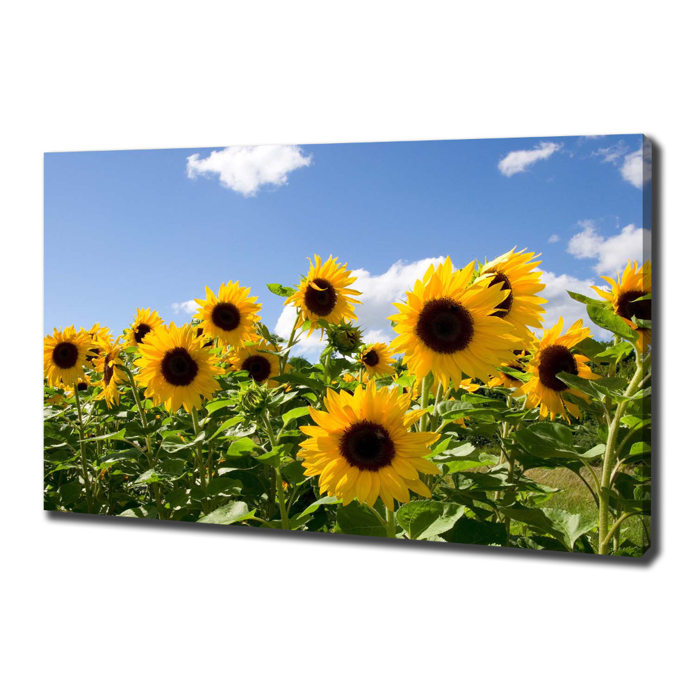 Tableau toile imprimée Tournesols