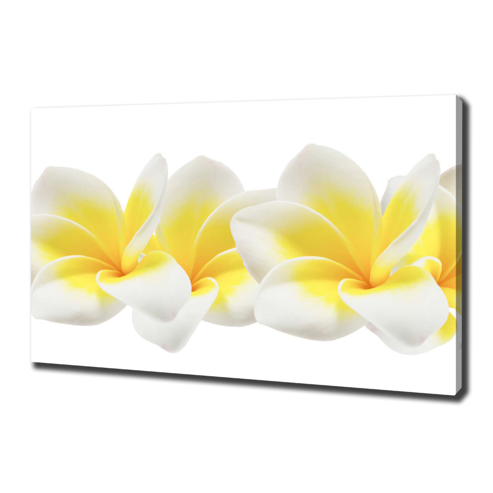 Tableau imprimé sur toile Plumeria