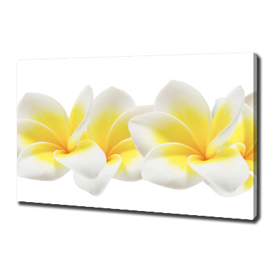 Tableau imprimé sur toile Plumeria