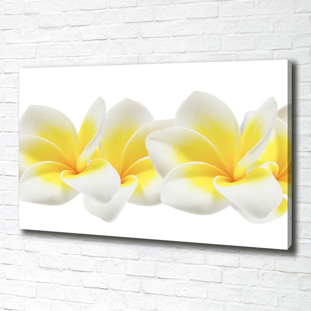 Tableau imprimé sur toile Plumeria