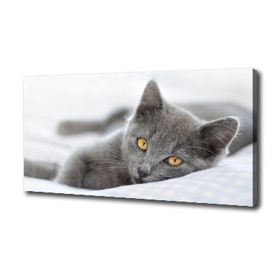 Tableau mural sur toile Chat gris