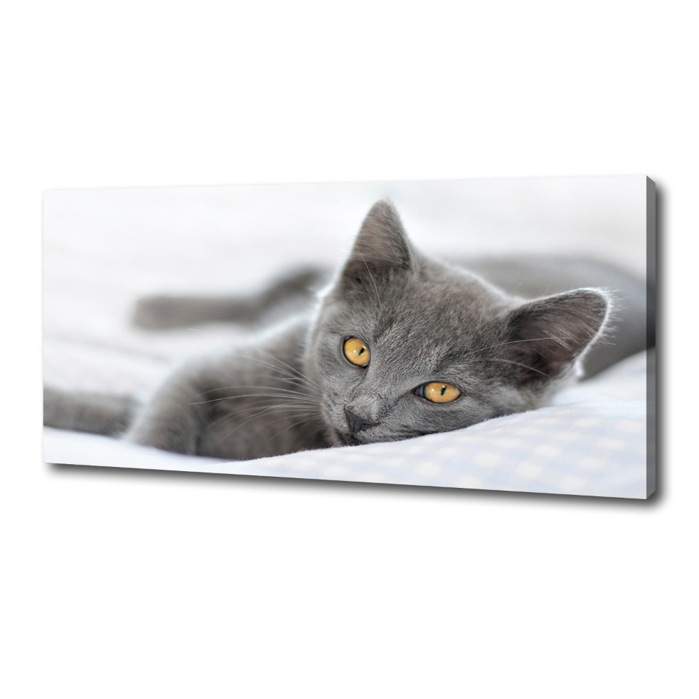 Tableau mural sur toile Chat gris