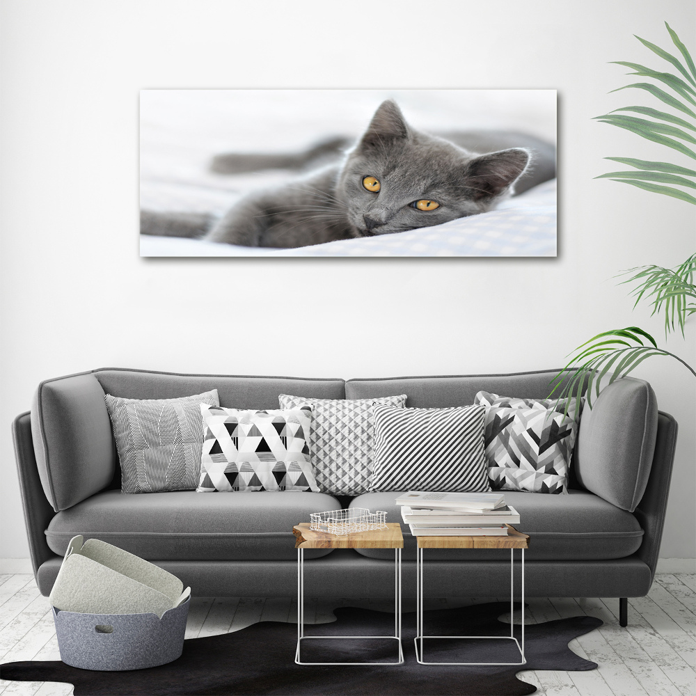 Tableau mural sur toile Chat gris