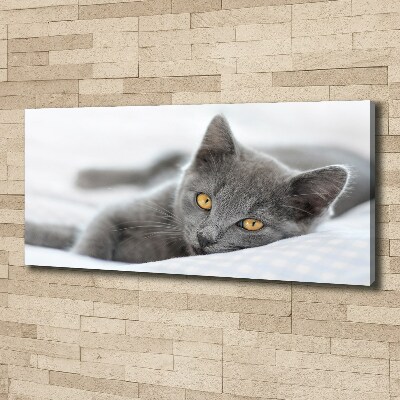 Tableau mural sur toile Chat gris