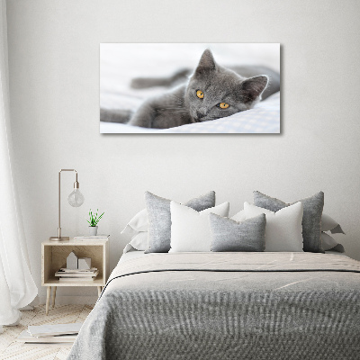 Tableau mural sur toile Chat gris