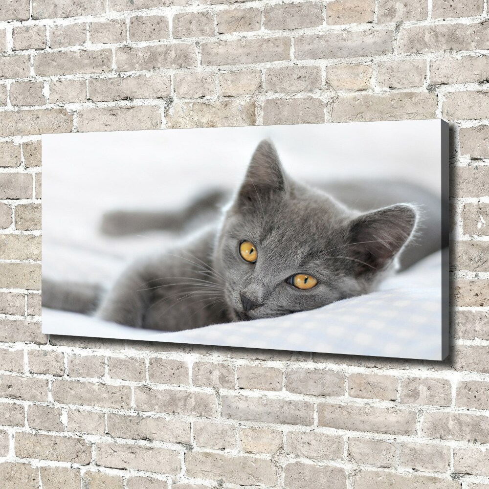 Tableau mural sur toile Chat gris